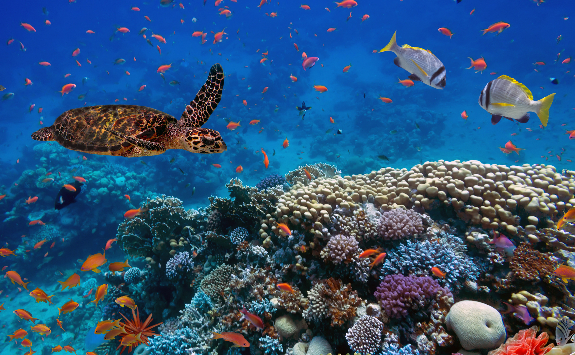 conservation-575x355
